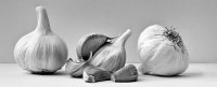 617 - GARLIC STUDY IN MONO - POAD REGINALD - united kingdom